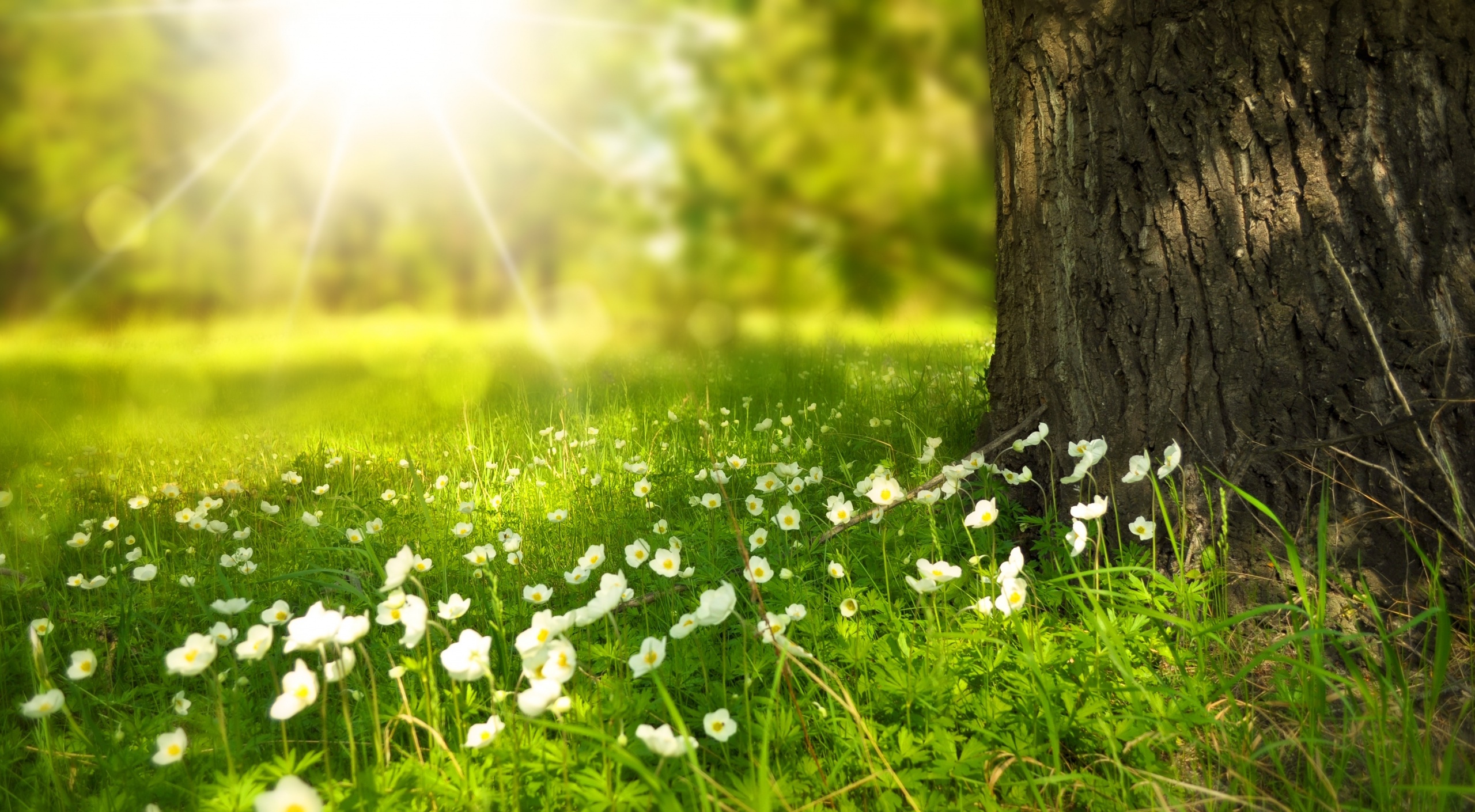 Spring